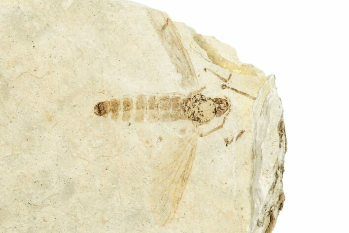 Detailed Male Fossil Fly (Plecia) - France #254337